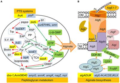 Identification of Regulatory Genes and Metabolic Processes Important for Alginate Biosynthesis in Azotobacter vinelandii by Screening of a Transposon Insertion Mutant Library